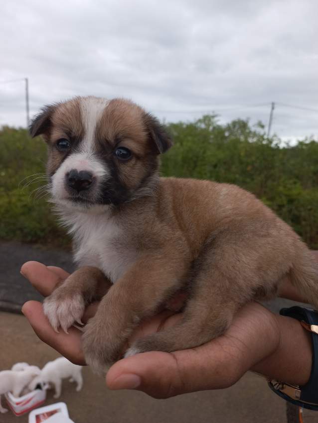 Chiots pour adoption - 0 - Dogs  on Aster Vender