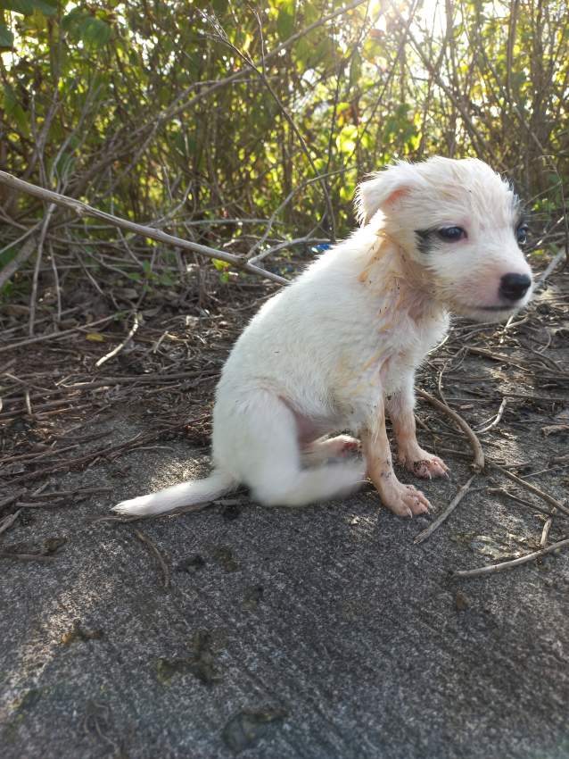 Chiots pour adoption - 6 - Dogs  on Aster Vender