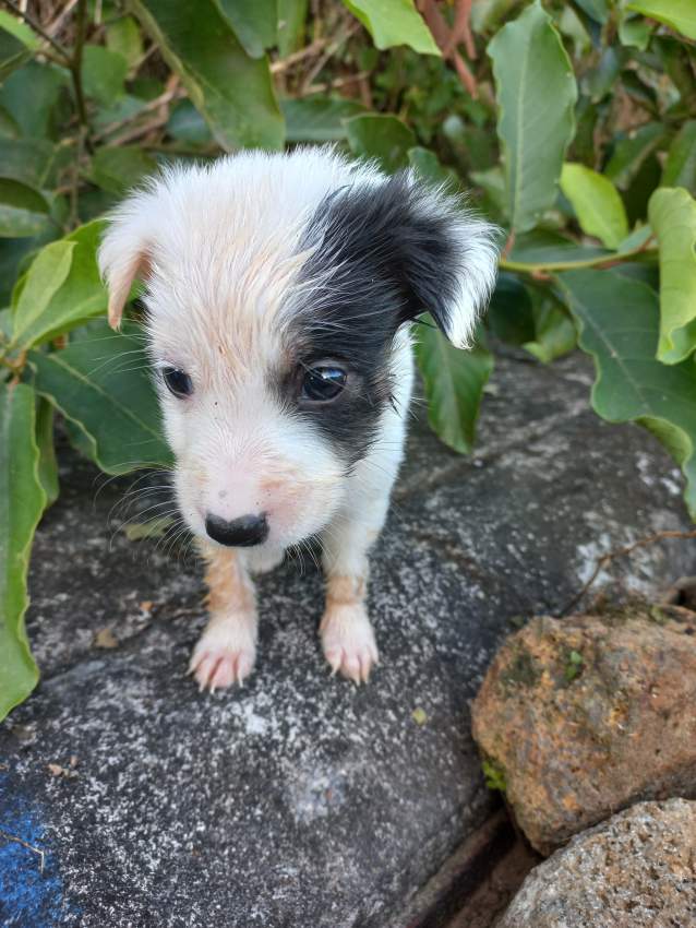 Chiots pour adoption - 3 - Dogs  on Aster Vender