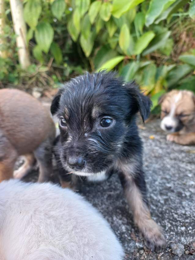 Chiots pour adoption - 5 - Dogs  on Aster Vender