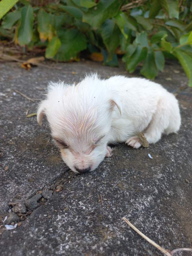 Chiots pour adoption - 2 - Dogs  on Aster Vender