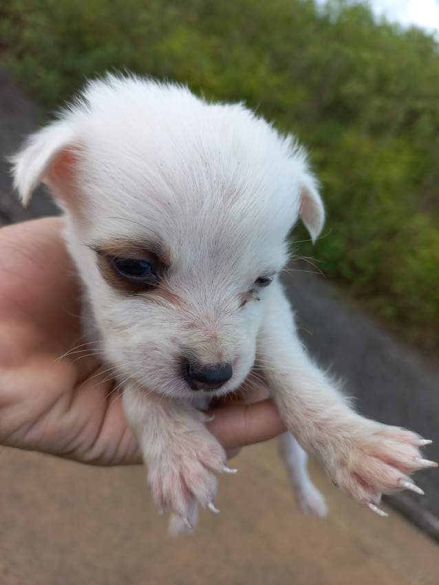 Chiots pour adoption - 1 - Dogs  on Aster Vender