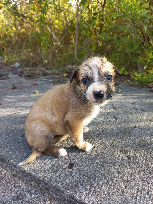 Chiots pour adoption - 7 - Dogs  on Aster Vender