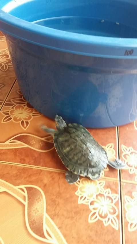 Tortoise both aquatic and - 0 - Garden Decorations  on Aster Vender