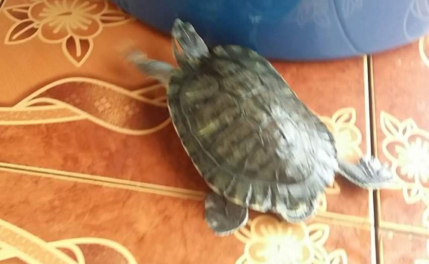 Tortoise both aquatic and - 1 - Garden Decorations  on Aster Vender