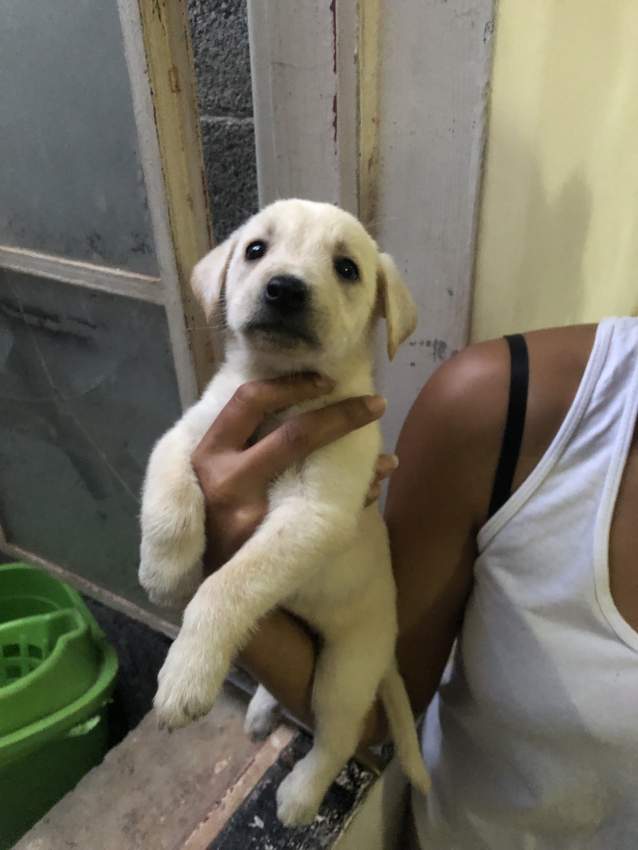 Puppy looking for family - 2 - Dogs  on Aster Vender