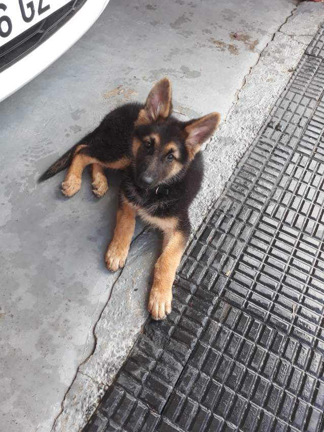 German Shepherd on Aster Vender