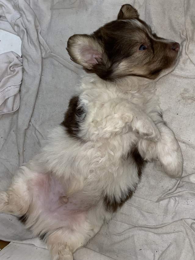 Griffon Nain Pure Sang - 5 - Dogs  on Aster Vender