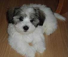 Griffon Nain Pure Sang - 2 - Dogs  on Aster Vender