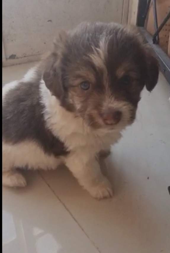 Griffon Nain Pure Sang - 6 - Dogs  on Aster Vender