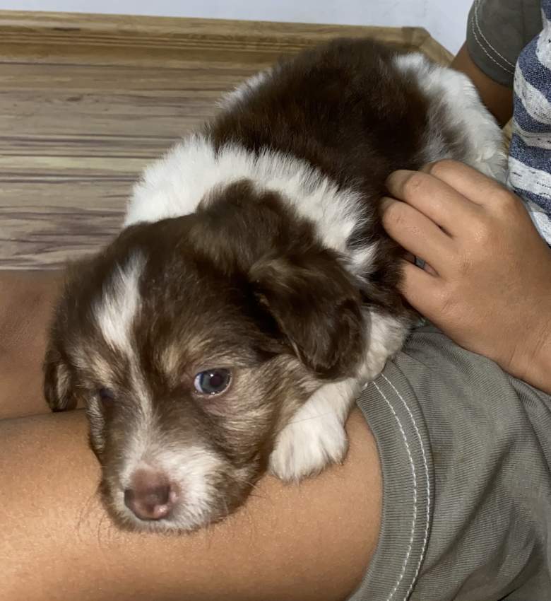 Griffon Nain Pure Sang - 3 - Dogs  on Aster Vender