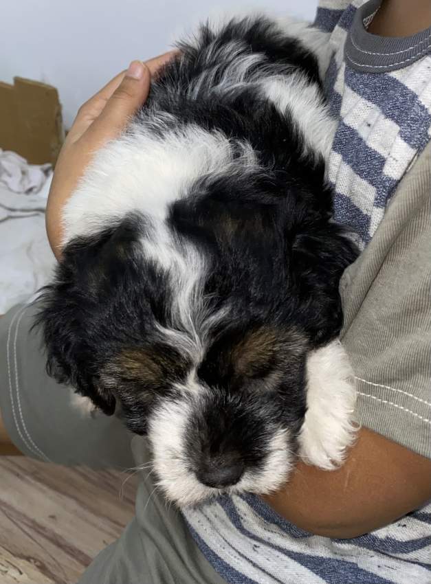 Griffon Nain Pure Sang - 4 - Dogs  on Aster Vender