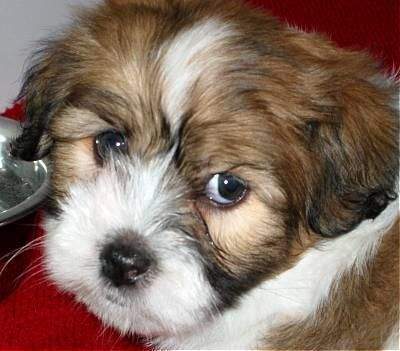 Griffon Nain Pure Sang - 0 - Dogs  on Aster Vender