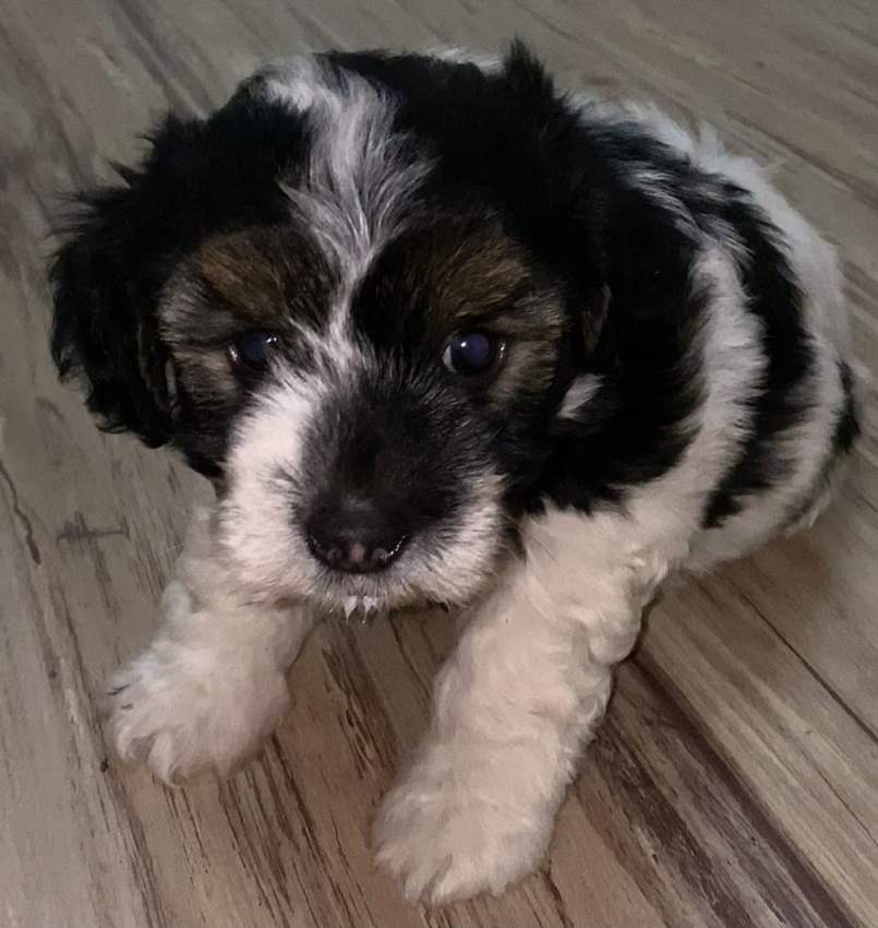 Griffon Nain Pure Sang - 1 - Dogs  on Aster Vender