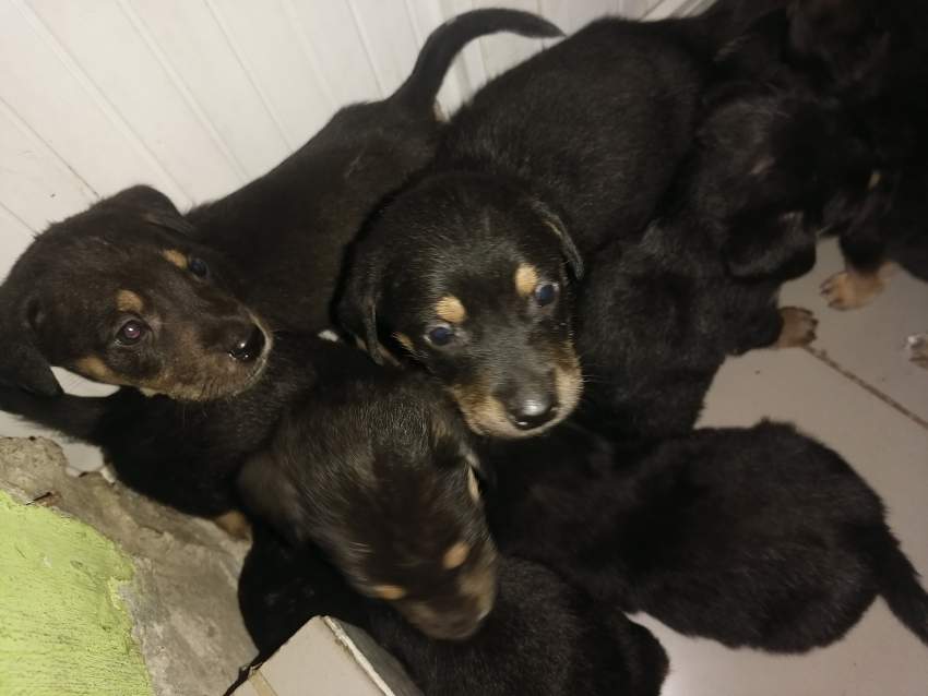 Rotties - 4 - Dogs  on Aster Vender