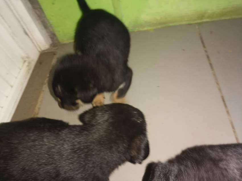 Rotties - 6 - Dogs  on Aster Vender