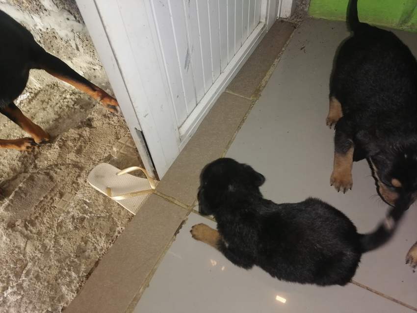 Rotties - 2 - Dogs  on Aster Vender