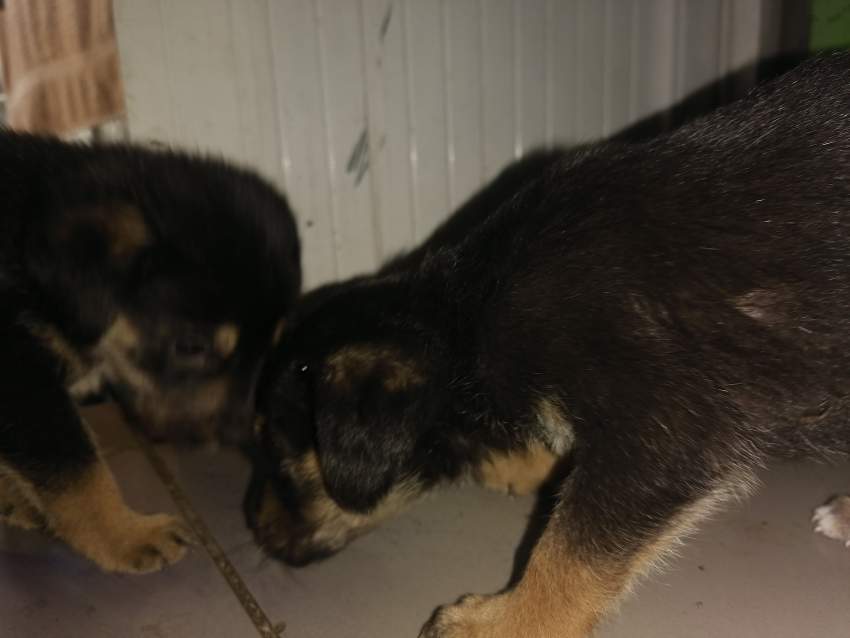 Rotties - 1 - Dogs  on Aster Vender