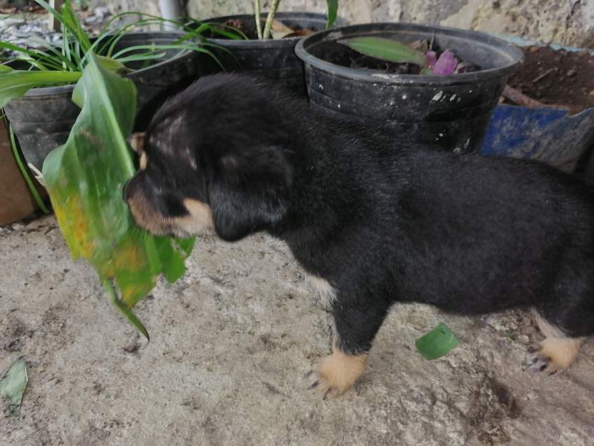 Rotties - 0 - Dogs  on Aster Vender