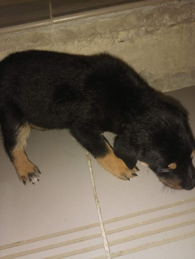 Rotties - 5 - Dogs  on Aster Vender