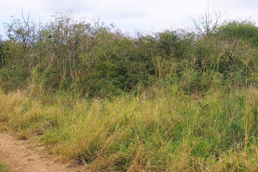 (Ref : MA7-553) Terrain résidentiel proche des commoditès - 1 - Land  on Aster Vender