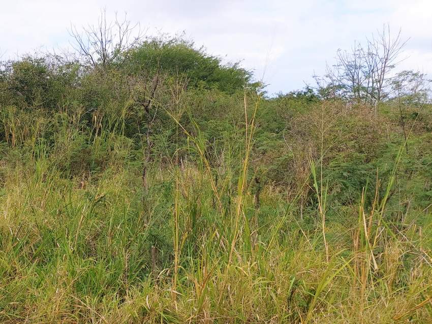 (Ref : MA7-553) Terrain résidentiel proche des commoditès - 0 - Land  on Aster Vender