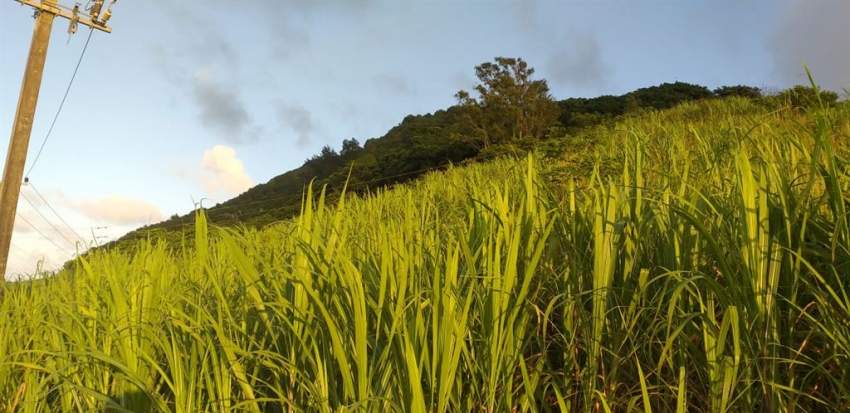 (Ref. MA7-233) À vendre terrain agricole, excellent opportunité  - 0 - Land  on Aster Vender