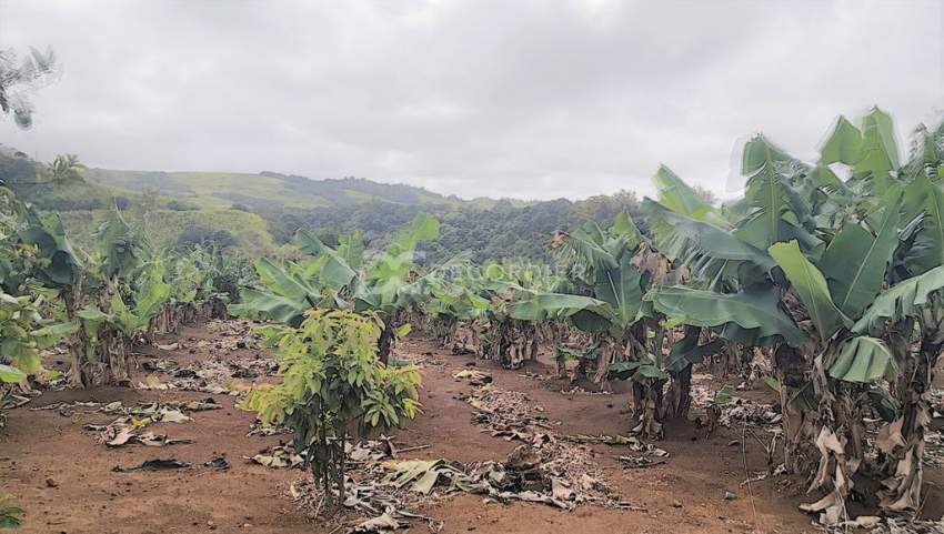 (Ref. MA7-299) Terrain agricole proche de rivière Savanne - 0 - Land  on Aster Vender