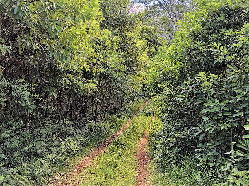 (Ref. MA7-381) Terrain agricole de 464.62 arpents en vente Chamarel - 5 - Commercial Space  on Aster Vender