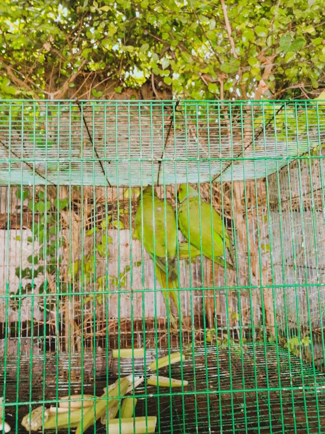 Cato vert - 2 - Birds  on Aster Vender