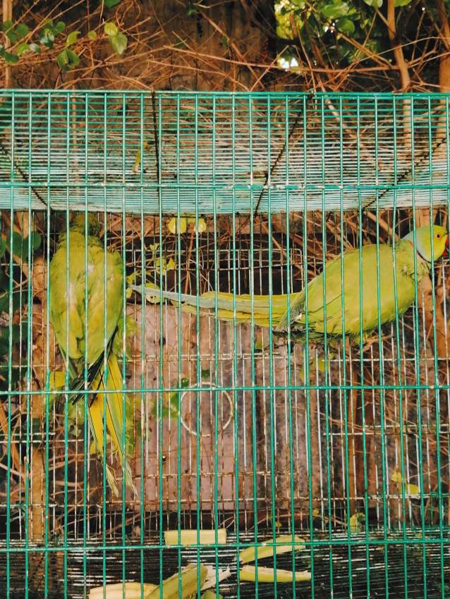 Cato vert - 1 - Birds  on Aster Vender