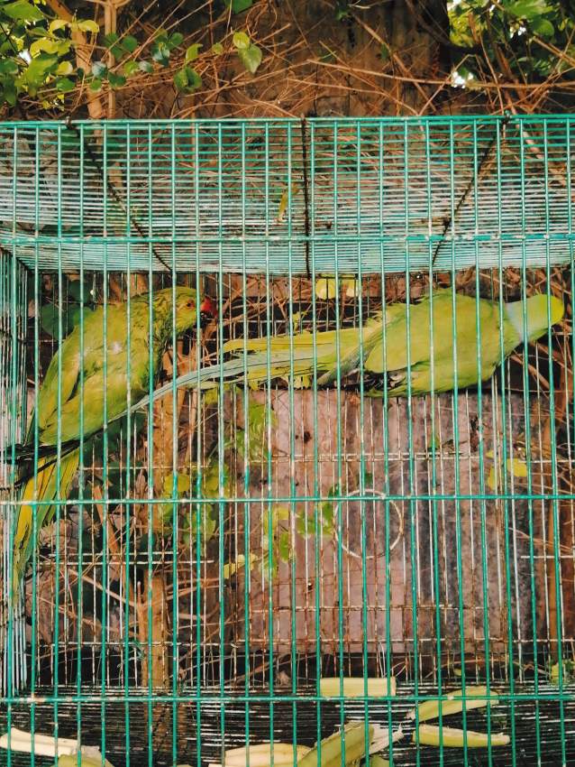 Cato vert - 0 - Birds  on Aster Vender