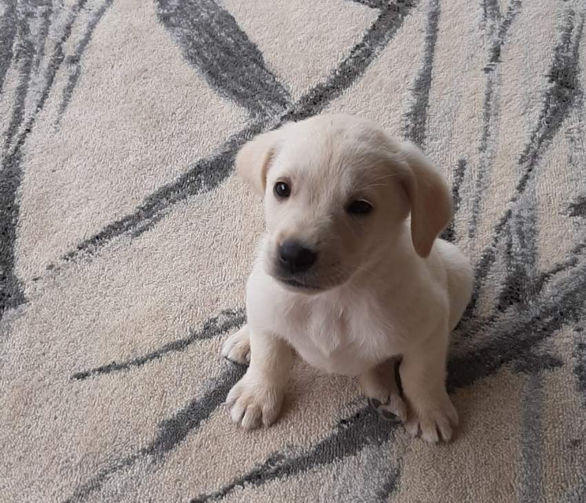 Golden retriever - 1 - Dogs  on Aster Vender