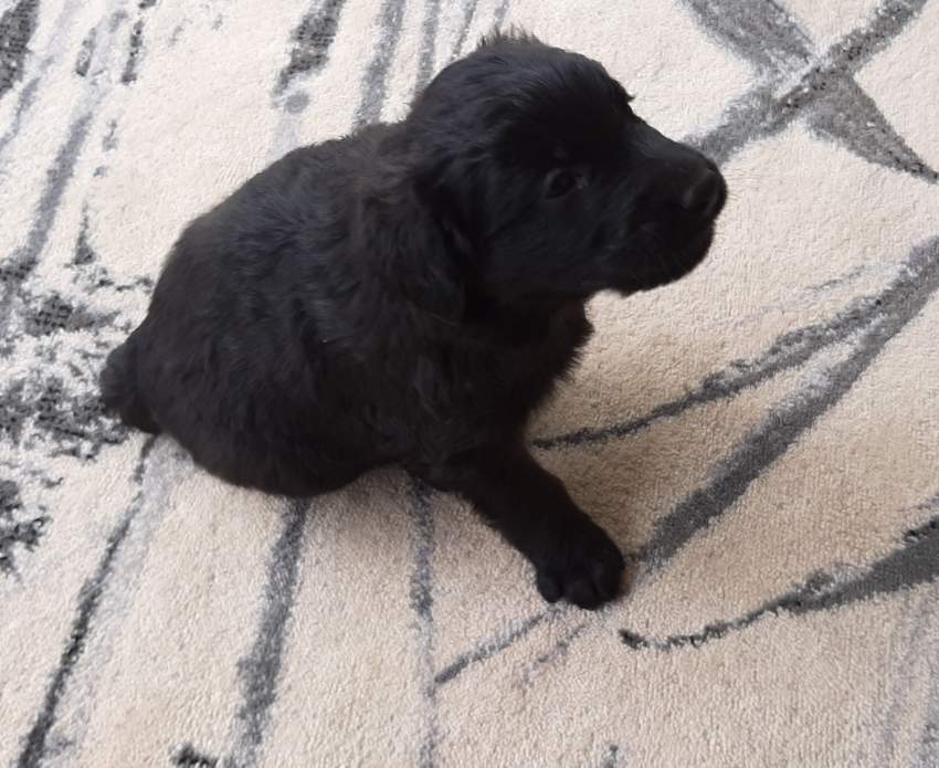 Golden retriever - 2 - Dogs  on Aster Vender