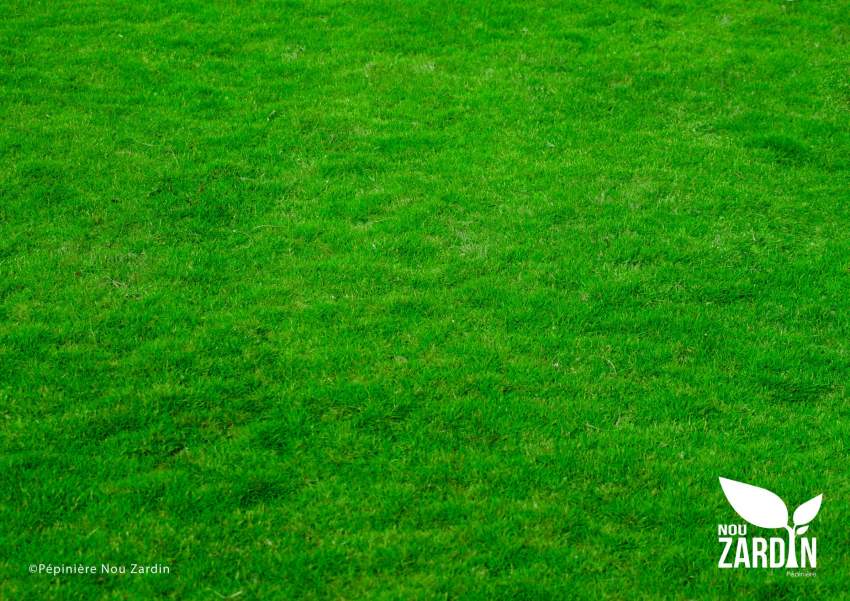 Passpalum Lawn Promo - 2 - Plants and Trees  on Aster Vender