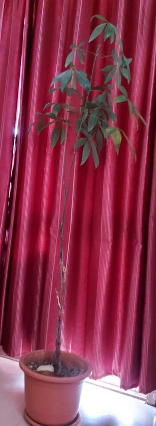 PACHIRA/1METRE60/MONEY TREE on Aster Vender