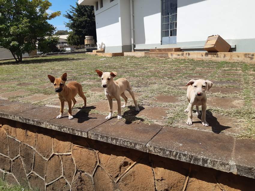 Adoption gratuite - 0 - Dogs  on Aster Vender