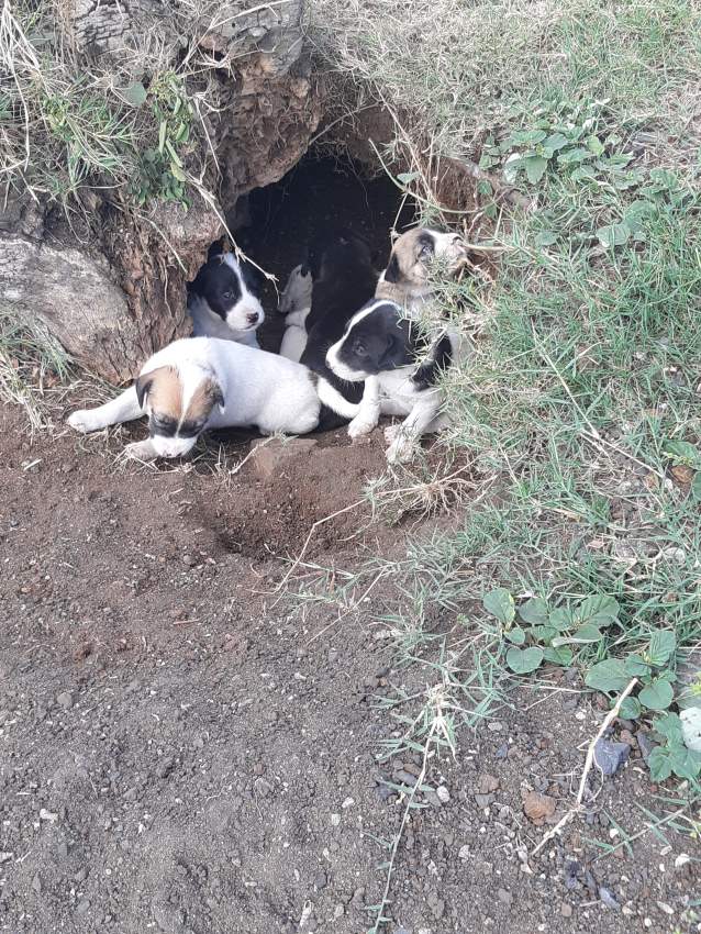 Adoption gratuite - 3 - Dogs  on Aster Vender