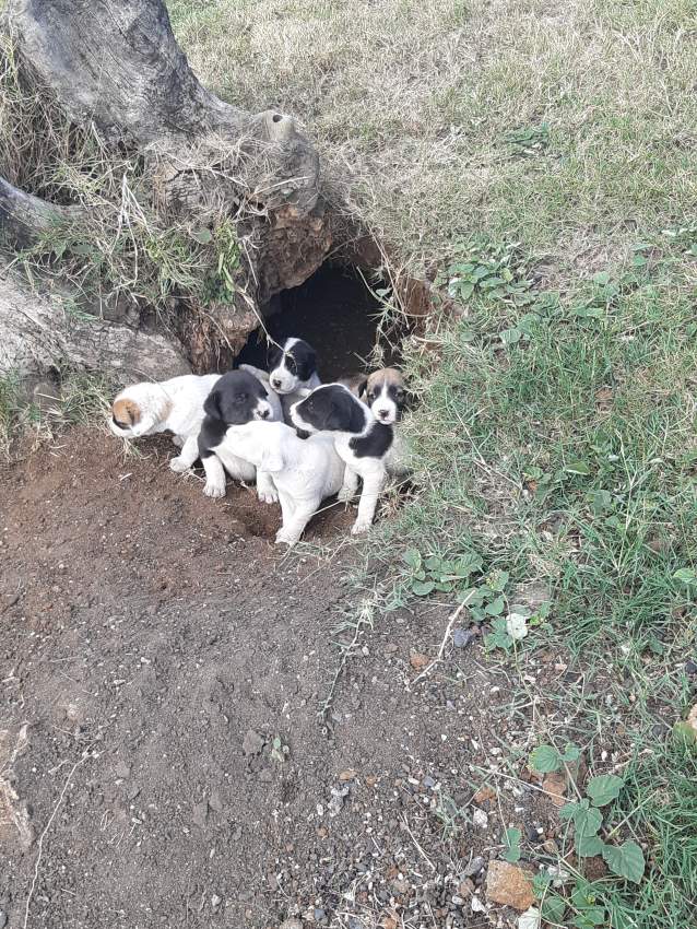 Adoption gratuite - 1 - Dogs  on Aster Vender