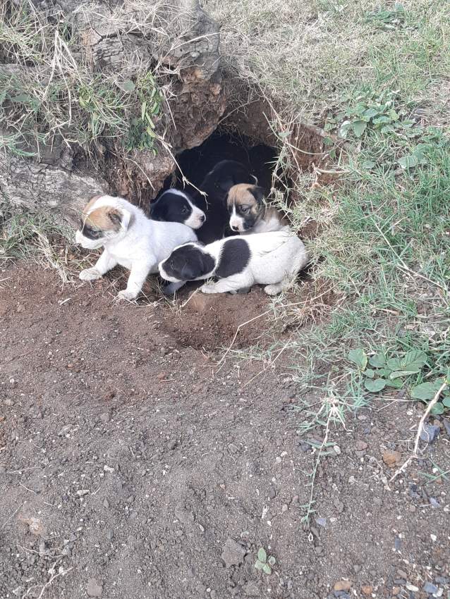 Adoption gratuite - 2 - Dogs  on Aster Vender