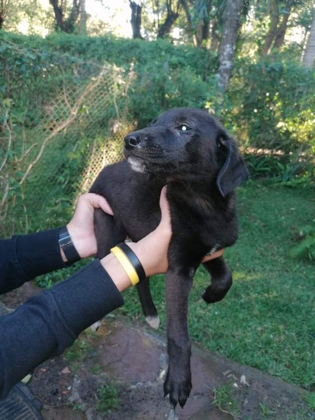 ** FREE ** - 2 - Dogs  on Aster Vender