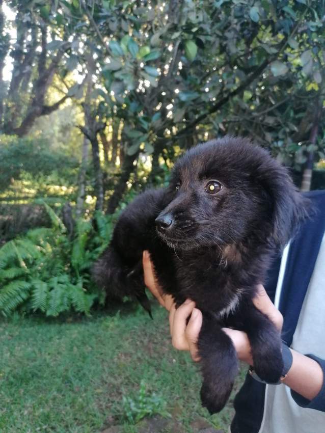 ** FREE ** - 1 - Dogs  on Aster Vender