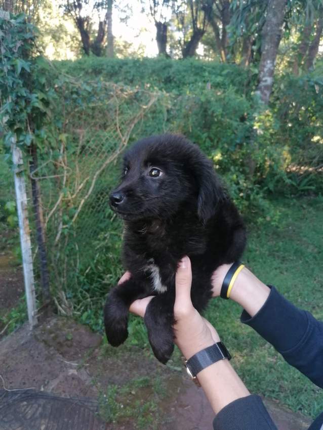 ** FREE ** - 0 - Dogs  on Aster Vender