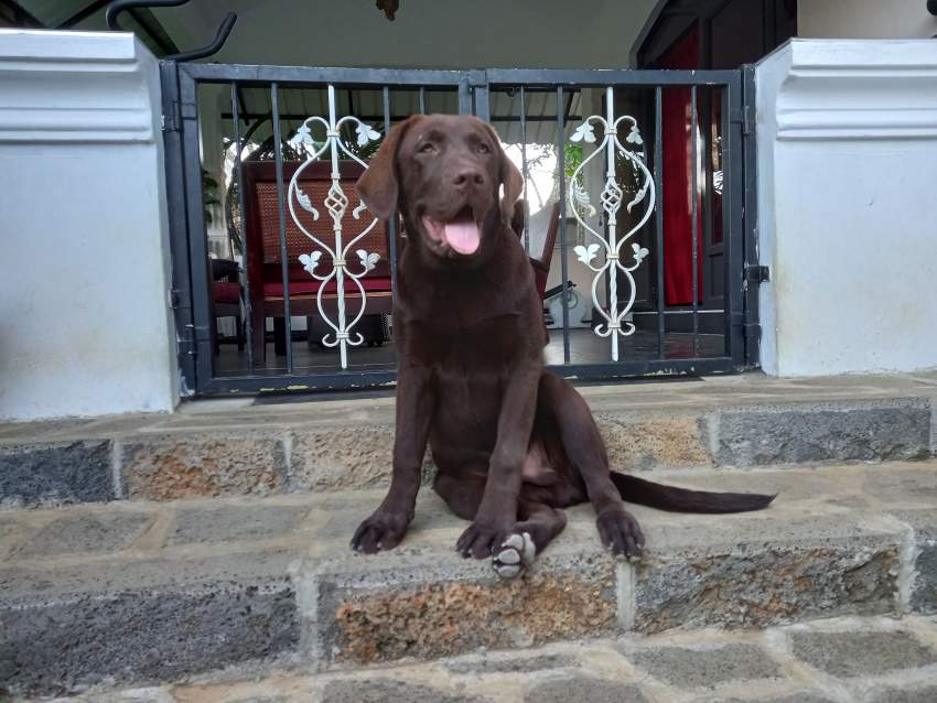 Chocolate Lab - 0 - Dogs  on Aster Vender