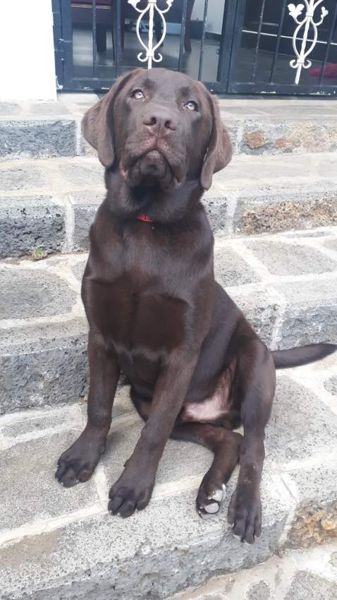 Chocolate Lab - 1 - Dogs  on Aster Vender