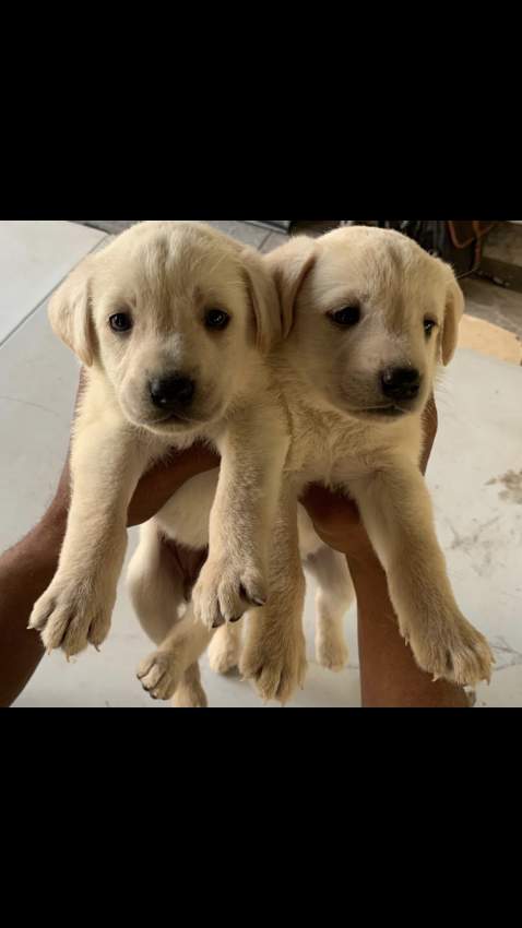 Labrador Puppies Looking for family - 3 - Dogs  on Aster Vender