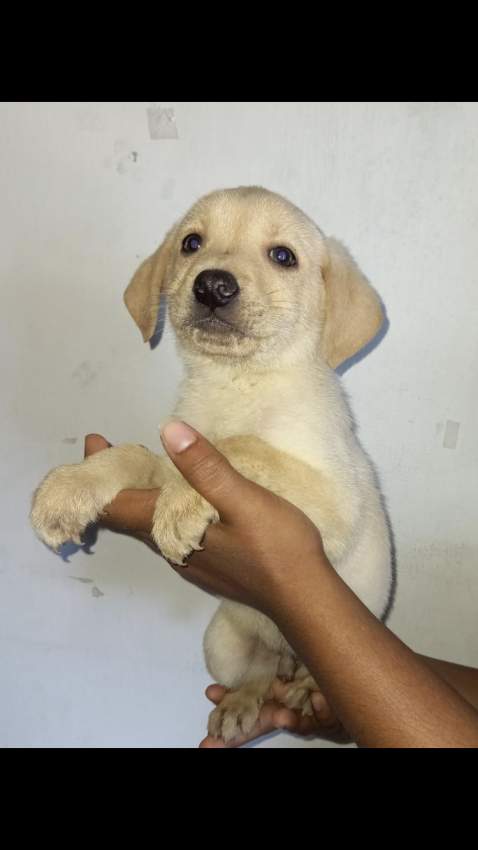 Labrador Puppies Looking for family - 1 - Dogs  on Aster Vender