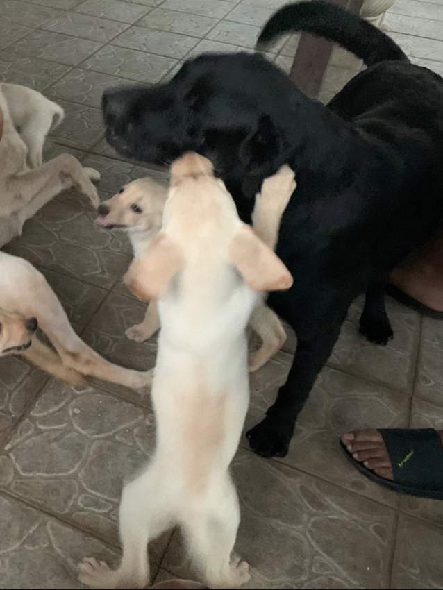 Labrador Puppies Looking for family - 0 - Dogs  on Aster Vender