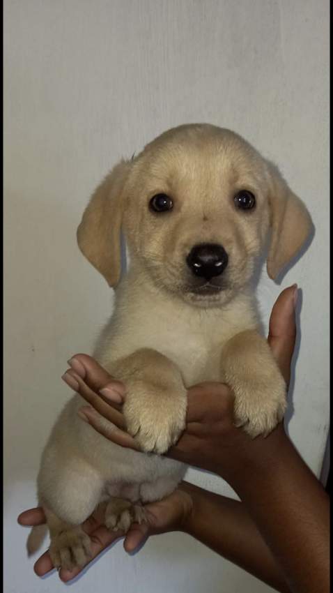 Labrador Puppies Looking for family - 2 - Dogs  on Aster Vender