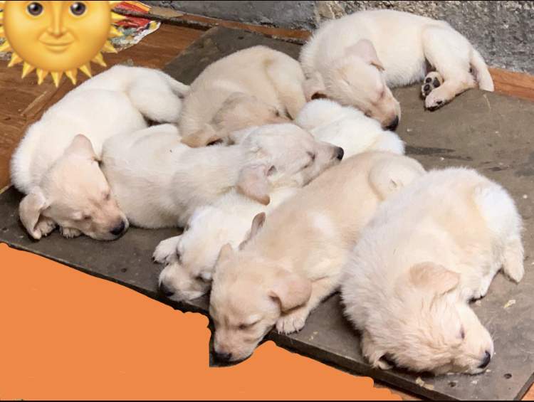 Labrador Puppies Looking for family - 4 - Dogs  on Aster Vender
